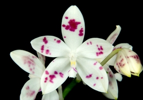 Phalaenopsis tetraspis Arnie HCC/AOS 78 pts.